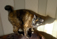 rufa