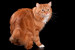 YAVOR